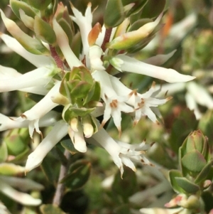 Brachyloma daphnoides at Boro, NSW - 5 Oct 2021