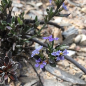 Dampiera sp. at Lower Boro, NSW - 5 Oct 2021