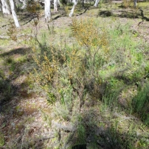 Acacia dawsonii at Majura, ACT - 6 Oct 2021 11:13 AM