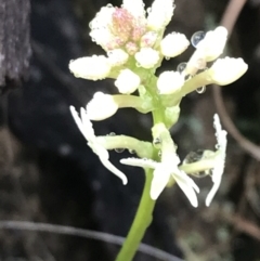 Stackhousia monogyna (Creamy Candles) at Tennent, ACT - 2 Oct 2021 by Tapirlord