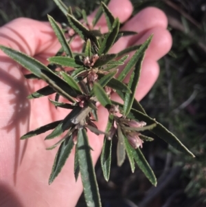 Olearia erubescens at Tennent, ACT - 3 Oct 2021 09:50 AM