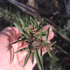 Olearia erubescens at Tennent, ACT - 3 Oct 2021 09:50 AM