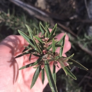 Olearia erubescens at Tennent, ACT - 3 Oct 2021 09:50 AM