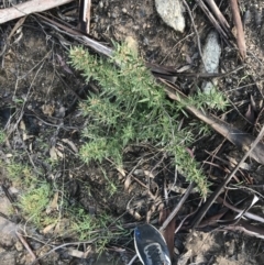 Olearia erubescens at Tennent, ACT - 3 Oct 2021 09:50 AM