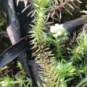 Asperula scoparia at Tennent, ACT - 3 Oct 2021