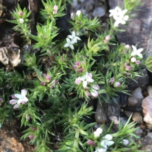 Asperula scoparia at Tennent, ACT - 3 Oct 2021