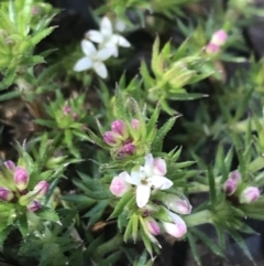 Asperula scoparia at Tennent, ACT - 3 Oct 2021