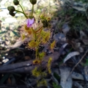 Drosera gunniana at Corang, NSW - 6 Oct 2021 10:25 AM