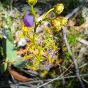 Drosera gunniana at Corang, NSW - 6 Oct 2021