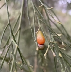 Exocarpos cupressiformis (Cherry Ballart) at Molonglo Valley, ACT - 5 Oct 2021 by JimL