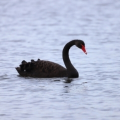 Cygnus atratus (Black Swan) at Belconnen, ACT - 28 Mar 2021 by Cricket