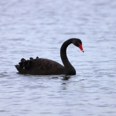 Cygnus atratus (Black Swan) at Lake Ginninderra - 28 Mar 2021 by Cricket