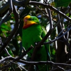 Polytelis swainsonii (Superb Parrot) at Molonglo Valley, ACT - 6 Oct 2021 by Kurt