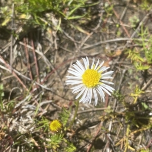 Calotis anthemoides at Fisher, ACT - 6 Oct 2021