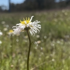 Calotis anthemoides at Fisher, ACT - 6 Oct 2021