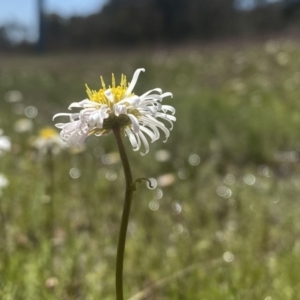 Calotis anthemoides at Fisher, ACT - 6 Oct 2021