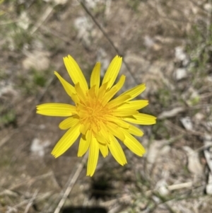 Microseris walteri at Tuggeranong DC, ACT - 6 Oct 2021 12:04 PM