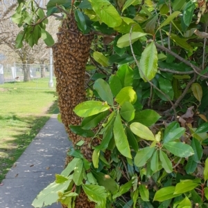 Apis mellifera at Turner, ACT - 6 Oct 2021