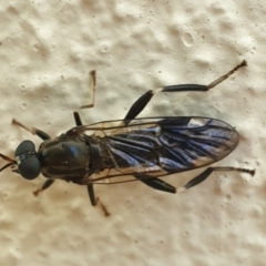 Exaireta spinigera (Garden Soldier Fly) at Turner, ACT - 6 Oct 2021 by LD12