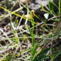 Bunochilus sp. at Stromlo, ACT - suppressed