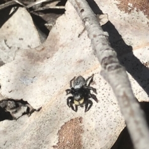 Salticidae sp. 'Golden palps' at Aranda, ACT - 6 Oct 2021 11:41 AM