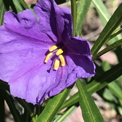 Solanum linearifolium (Kangaroo Apple) at Aranda Bushland - 6 Oct 2021 by MattFox