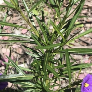 Solanum linearifolium at Aranda, ACT - 6 Oct 2021