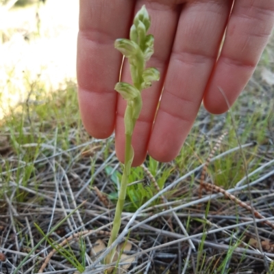 Hymenochilus cycnocephalus (Swan greenhood) at Stromlo, ACT - 6 Oct 2021 by mlech