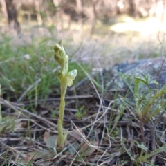 Hymenochilus cycnocephalus at Stromlo, ACT - 6 Oct 2021