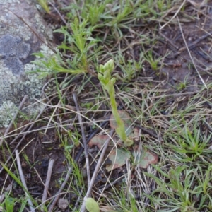 Hymenochilus cycnocephalus at Stromlo, ACT - 6 Oct 2021