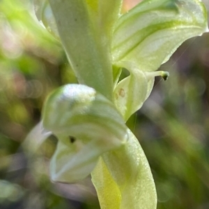 Hymenochilus cycnocephalus at Stromlo, ACT - 6 Oct 2021