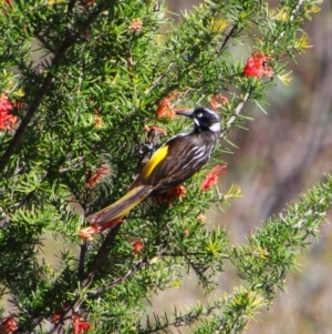 Phylidonyris novaehollandiae at Greenway, ACT - 6 Oct 2021