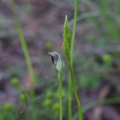 Pterostylis pedunculata (Maroonhood) at Point 5204 - 6 Oct 2021 by mlech