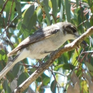 Cracticus torquatus at Symonston, ACT - 6 Oct 2021