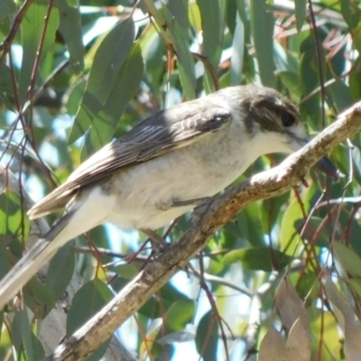 Cracticus torquatus (Grey Butcherbird) at Symonston, ACT - 6 Oct 2021 by CallumBraeRuralProperty