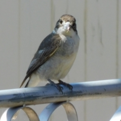 Cracticus torquatus at Symonston, ACT - 6 Oct 2021