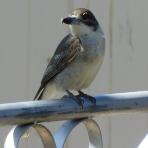 Cracticus torquatus at Symonston, ACT - 6 Oct 2021