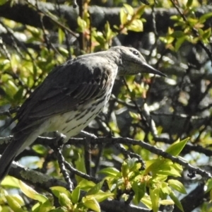 Oriolus sagittatus at Symonston, ACT - 6 Oct 2021