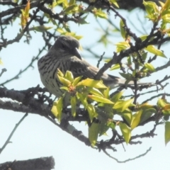 Oriolus sagittatus at Symonston, ACT - 6 Oct 2021