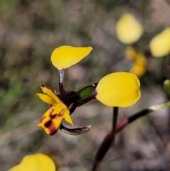 Diuris nigromontana (Black Mountain Leopard Orchid) at O'Connor, ACT - 6 Oct 2021 by tpreston