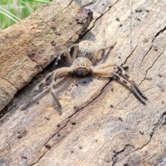 Neosparassus calligaster at Bruce Ridge - 6 Oct 2021