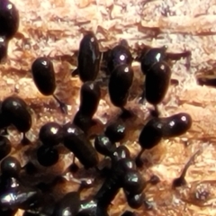 Comatricha sp. (genus) (A slime mould) at O'Connor, ACT - 6 Oct 2021 by trevorpreston