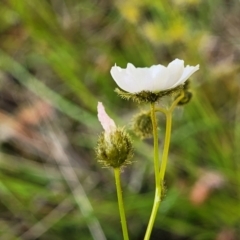 Drosera gunniana (Pale Sundew) at O'Connor, ACT - 6 Oct 2021 by tpreston