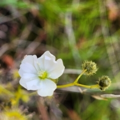 Drosera gunniana at O'Connor, ACT - 6 Oct 2021 12:50 PM