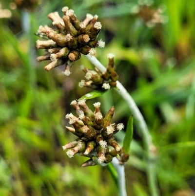 Euchiton japonicus (Creeping Cudweed) at O'Connor, ACT - 6 Oct 2021 by trevorpreston