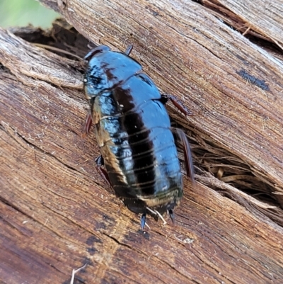 Platyzosteria sp. (genus) (Litter runner cockroach) at O'Connor, ACT - 6 Oct 2021 by trevorpreston