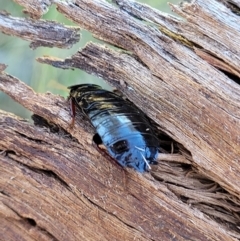 Platyzosteria sp. (genus) at O'Connor, ACT - 6 Oct 2021