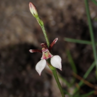 Eriochilus petricola (Bunny Orchids) at Bundanoon, NSW - 15 Mar 2021 by AndyRoo