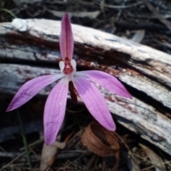 Caladenia fuscata (Dusky Fingers) at Corang, NSW - 6 Oct 2021 by LeonieWood