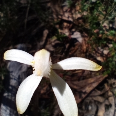 Caladenia ustulata (Brown Caps) at Corang, NSW - 6 Oct 2021 by LeonieWood